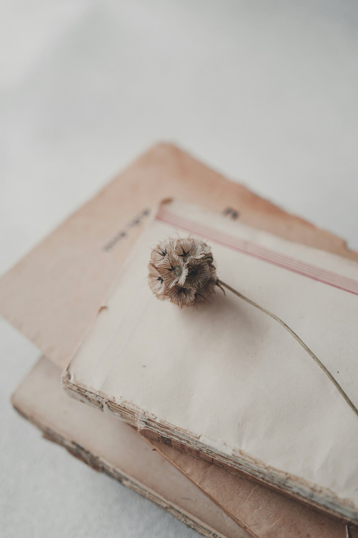 Fleur séchée posée sur un carnet ancien aux pages jaunies, ambiance douce et minimaliste